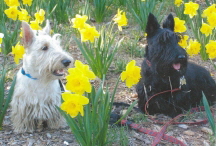 Scotties and Spring flowers